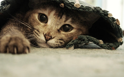 Gato acolhido e confortável na linha pet ShopDoze